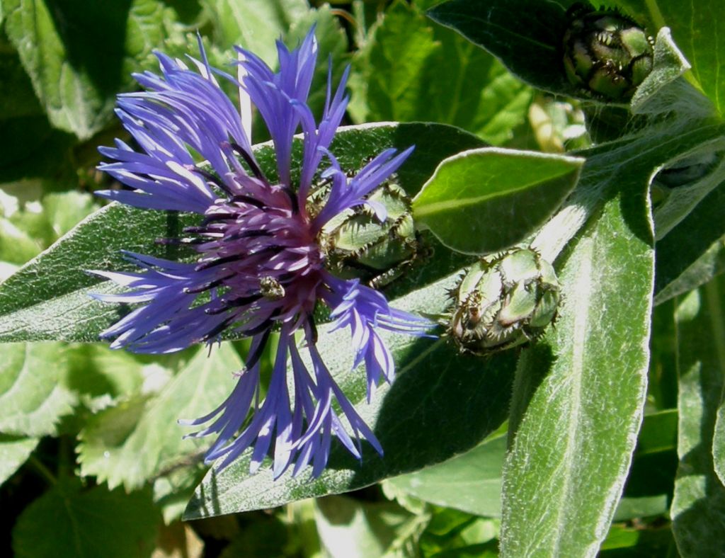 Centaurea nervosa